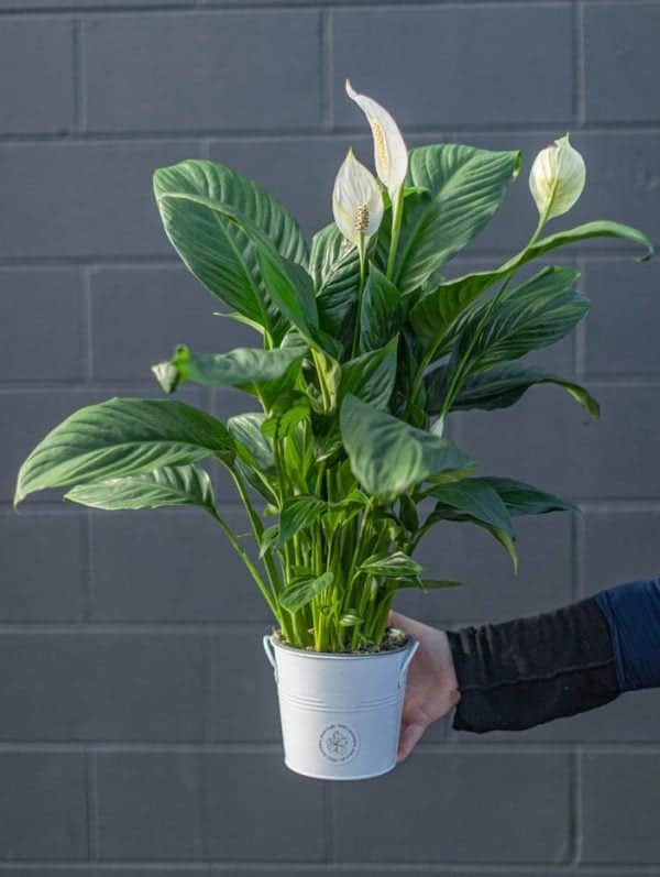 Peace Lily - Large