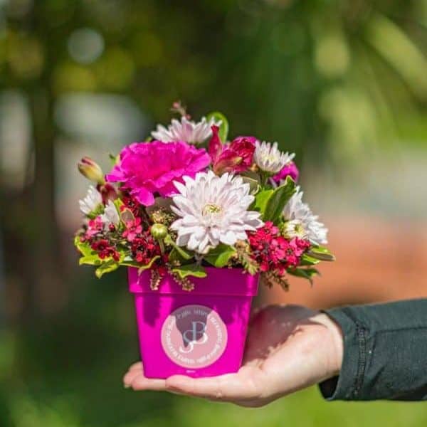 mini posy pot pink Vibrant pink and white floral bouquet in a bright pink pot held by a person's hand, perfect for gifting or decorating.