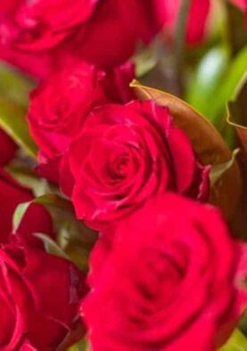 red roses Vibrant red roses in full bloom, perfect for floral arrangements and garden displays.