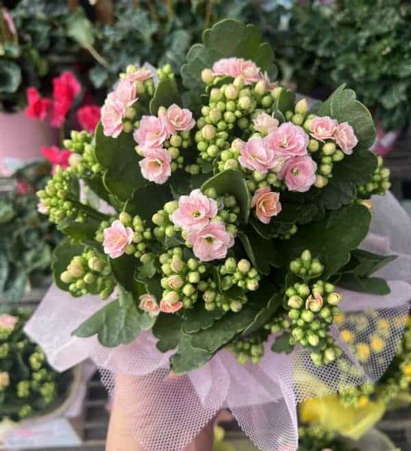 Kalanchoe - Florist Choice