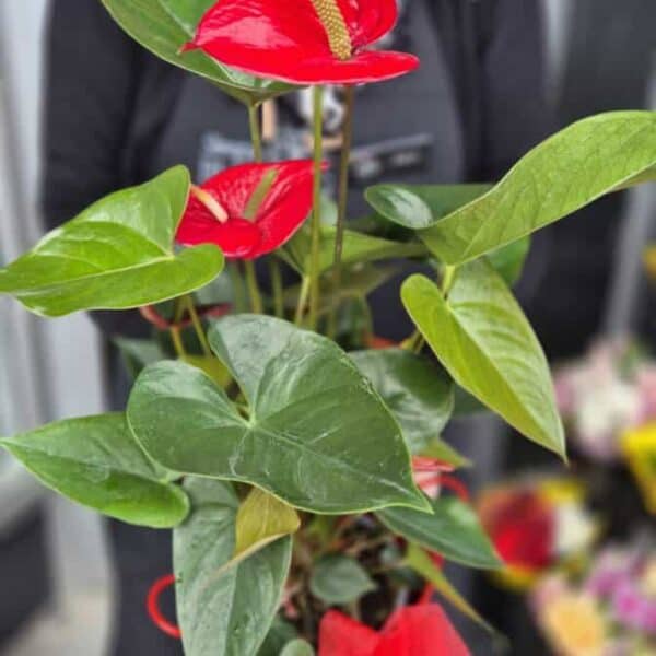 Bright red anthurium with lush glossy leaves, ideal for houseplants and garden displays.