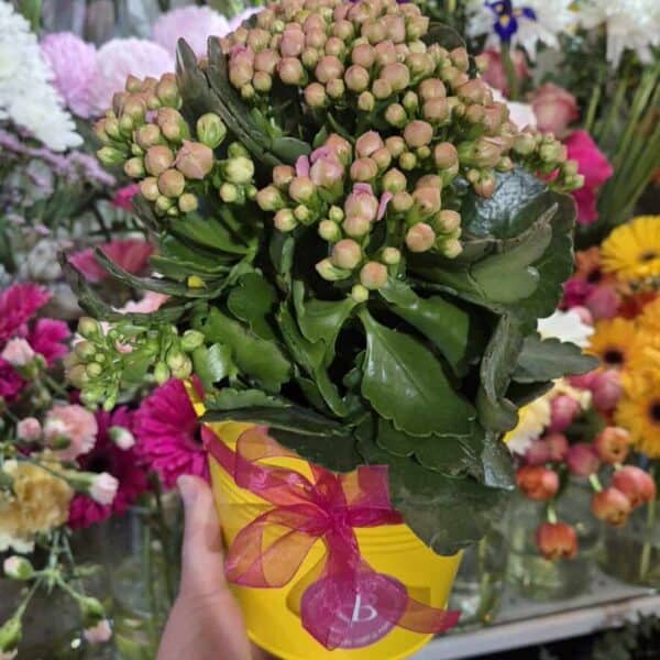 Beautiful flowering Kalanchoe plant in yellow gift pot with pink ribbon, perfect for gift or home decor.