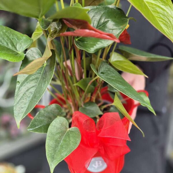 Festive indoor poinsettia with striking red bracts and lush green leaves, ideal for holiday home decoration.
