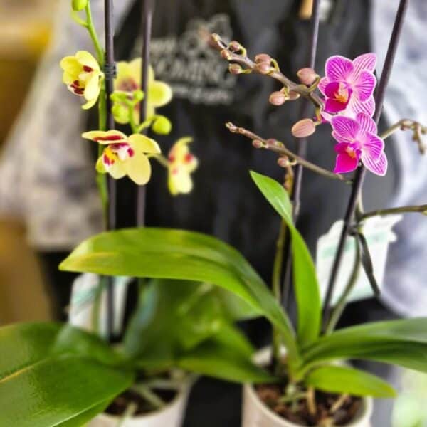 Vibrant pink and yellow orchids in white textured pots, perfect for indoor decorative plant displays.