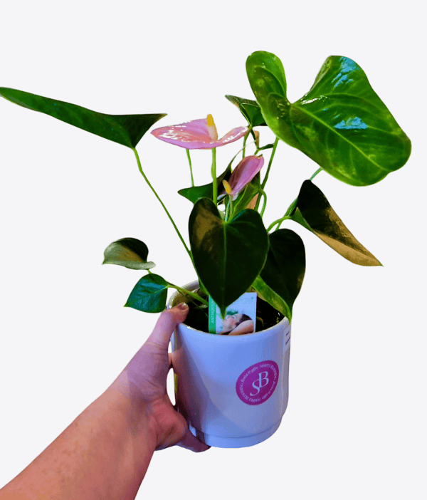 Anthurium Lush Pink- Florist Choice