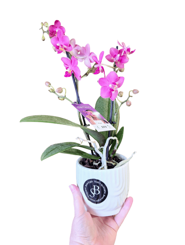 Phalaenopsis Orchid - Florist Choice