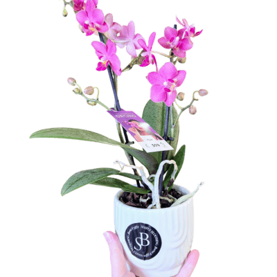 orchid