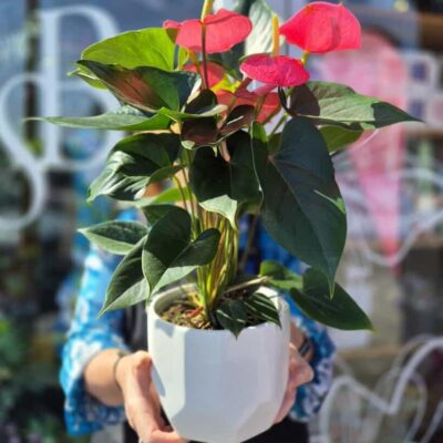 Anthuriums in a white pot with vibrant pink flowers and glossy green leaves.
