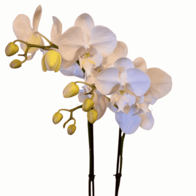 Phalaenopsis Orchid Large White