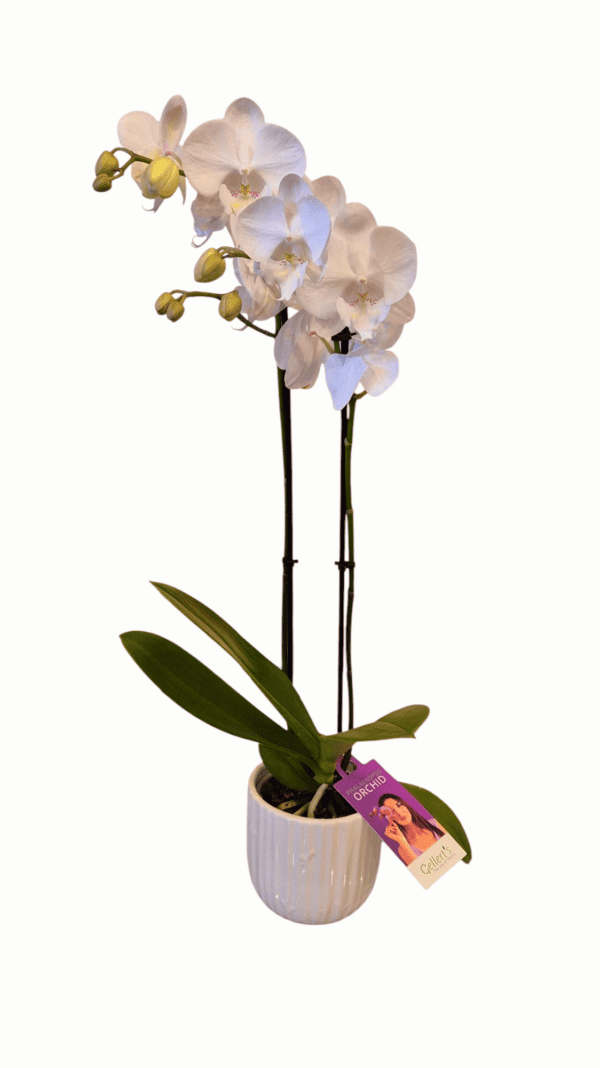 White Phalaenopsis Orchid - Large - Image 2