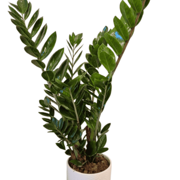 Zamioculcas (ZZ Plant)