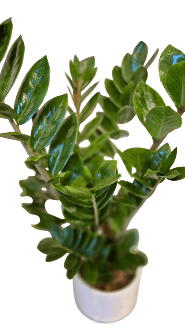 Zamioculcas (ZZ Plant) - Large - Image 2