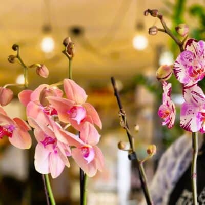 Vibrant pink and white orchids displayed indoors, perfect for floral arrangements and home décor.