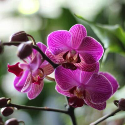 Vibrant pink orchid flowers with striped petals, set against lush green foliage. Perfect for floral arrangements and home decor.