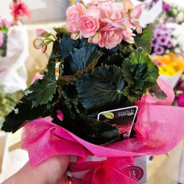 Elegant pink flowering plant with lush green foliage, perfect for gifting or home decor.