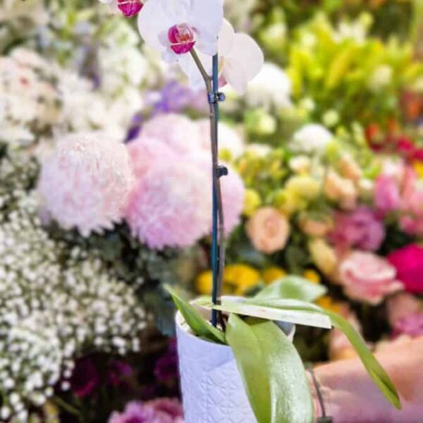 Displaying a lovely white orchid with pink accents, perfect for garden or indoor floral arrangements.