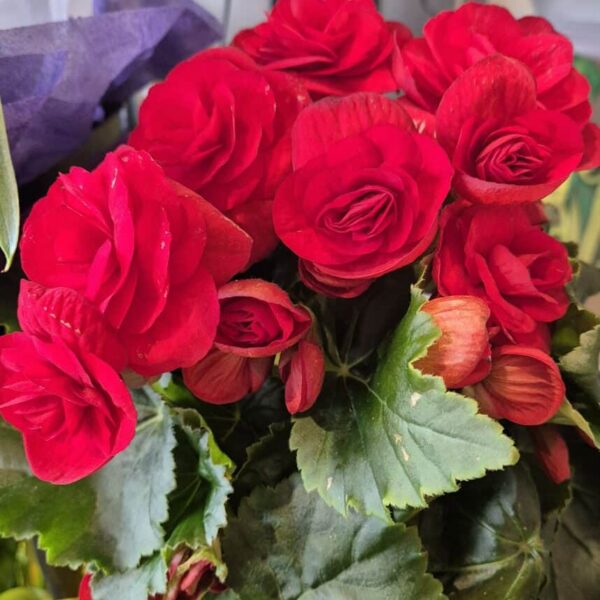 Stunning red begonia blossoms complemented by green foliage, ideal for garden planting or floral arrangements.