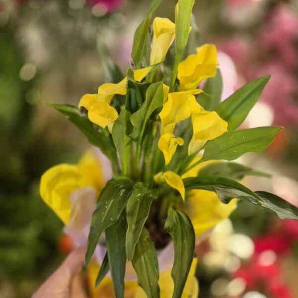 Vibrant yellow calla lilies displayed outdoors, ideal for floral decor and garden planting in New Zealand.