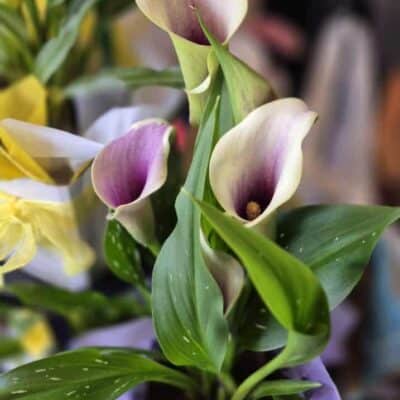Calla Lily Purple Vivid calla lily arrangement with green foliage, perfect for floral decor in New Zealand.
