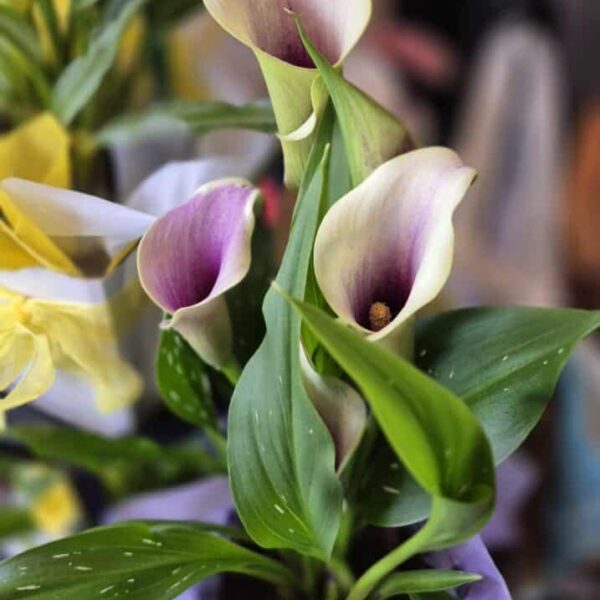Vivid calla lily arrangement with green foliage, perfect for floral decor in New Zealand.