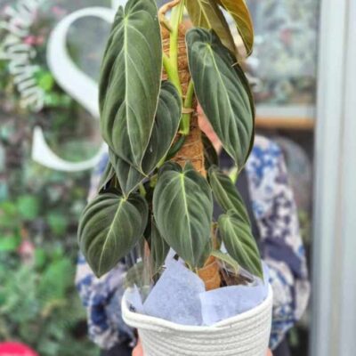 Lush green philodendron planta in decorative pot, perfect for indoor gardening enthusiasts.