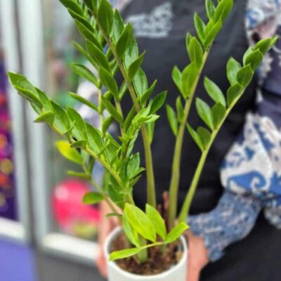Lush green potted plant being held by a person in an indoor or greenhouse setting.