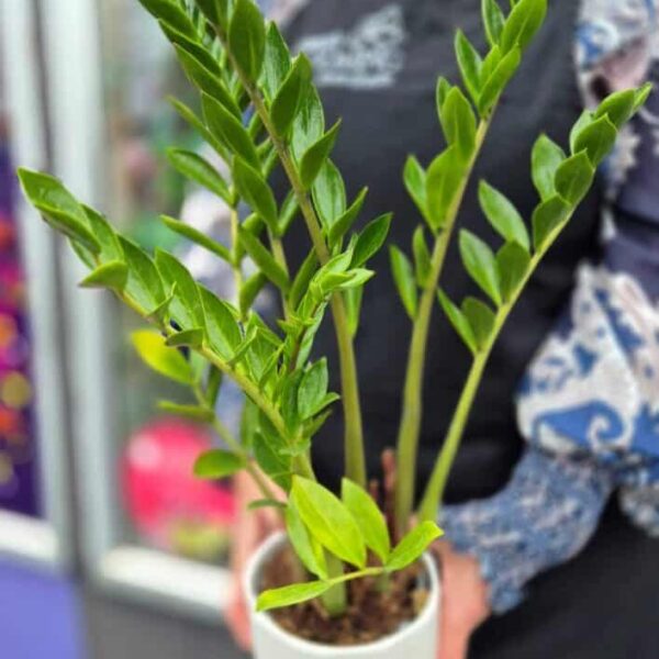 Lush green potted plant being held by a person in an indoor or greenhouse setting.
