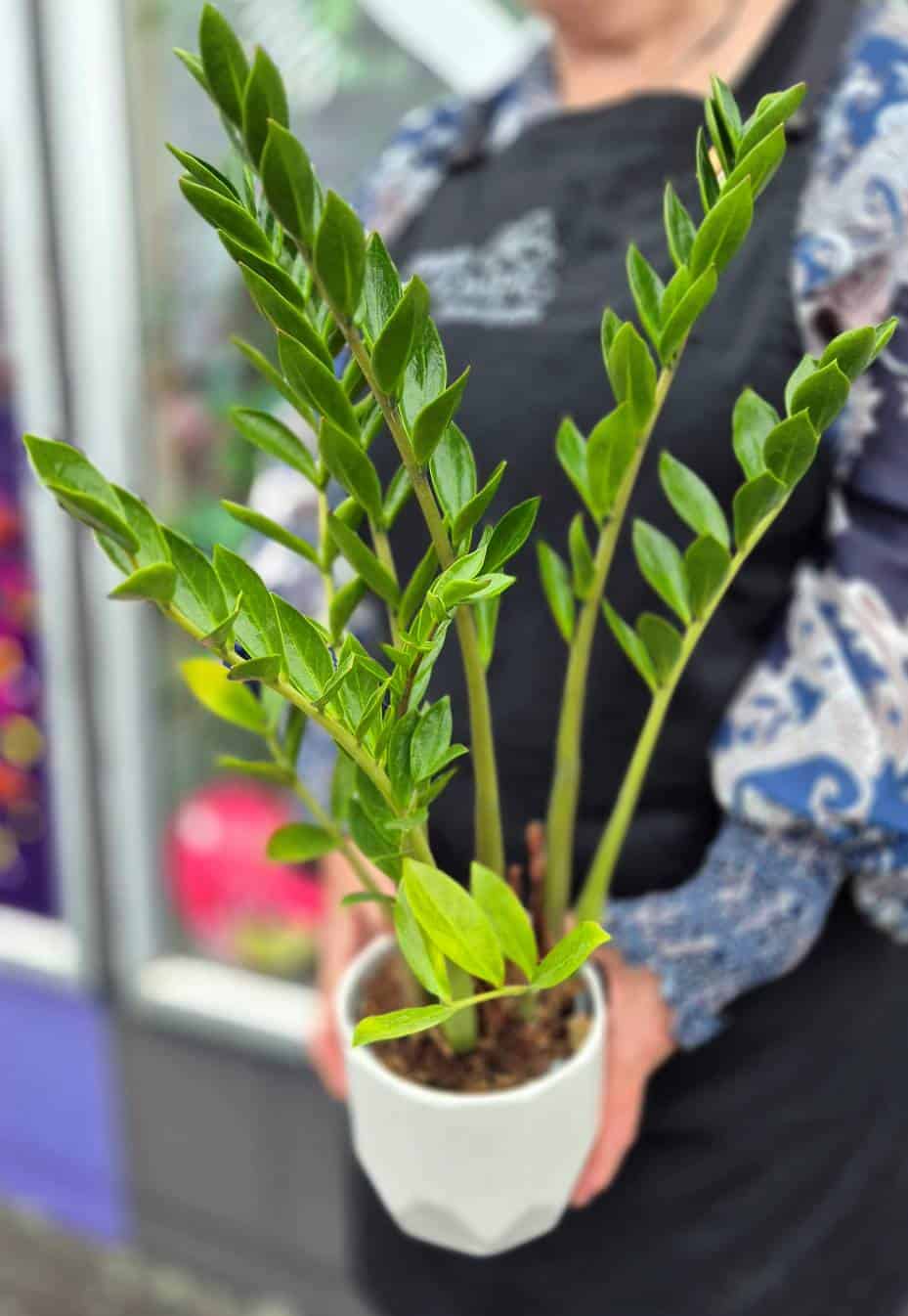 Lush green potted plant being held by a person in an indoor or greenhouse setting.
